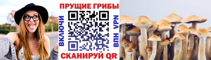 где купить наркоту блэк спрут ссылка Галлюциногенные грибы Cubensis Можга